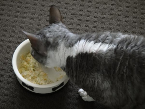 catfood_2012e