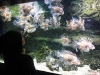 dsc00394-georgia-aquarium