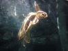 dsc00395-georgia-aquarium
