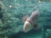 dsc00398-georgia-aquarium