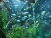 dsc00413-georgia-aquarium