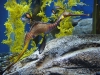 dsc00423-georgia-aquarium