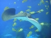 dsc00452-georgia-aquarium