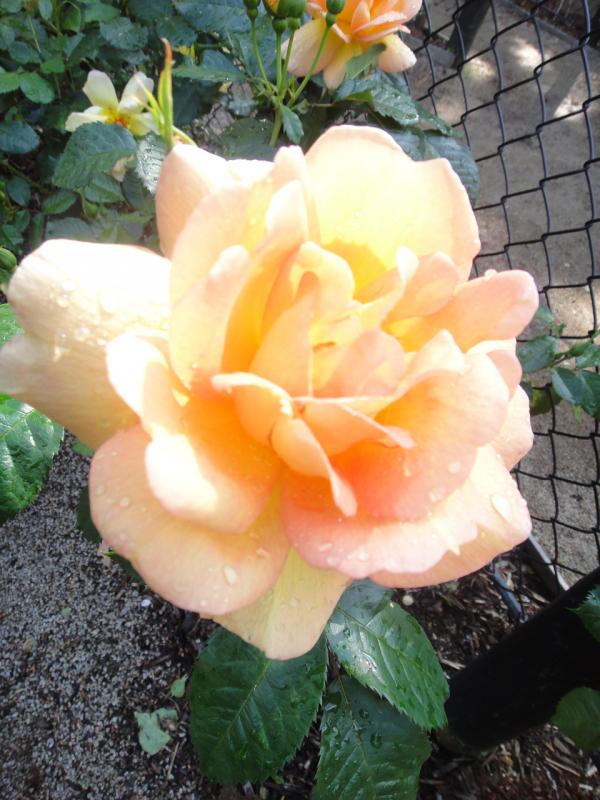 img_3987b_ashcombemazelavendergardens