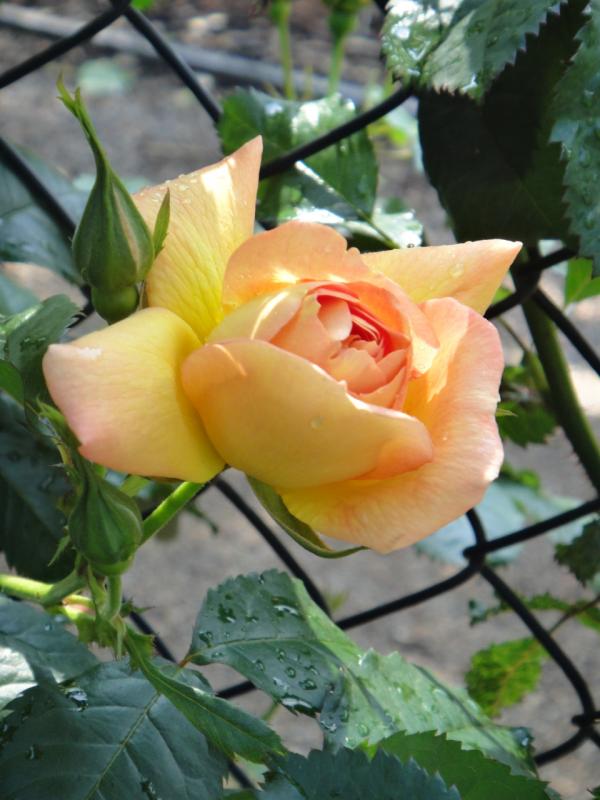 img_3987c_ashcombemazelavendergardens