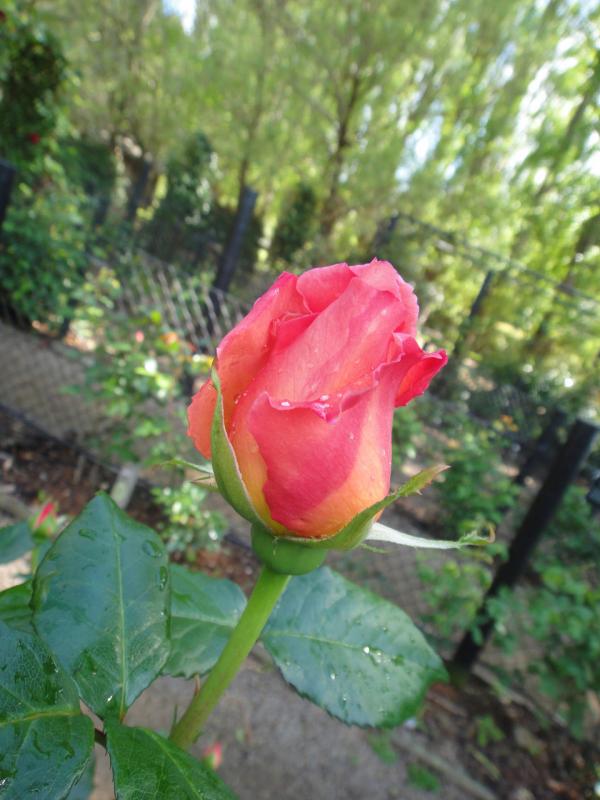 img_3987d_ashcombemazelavendergardens