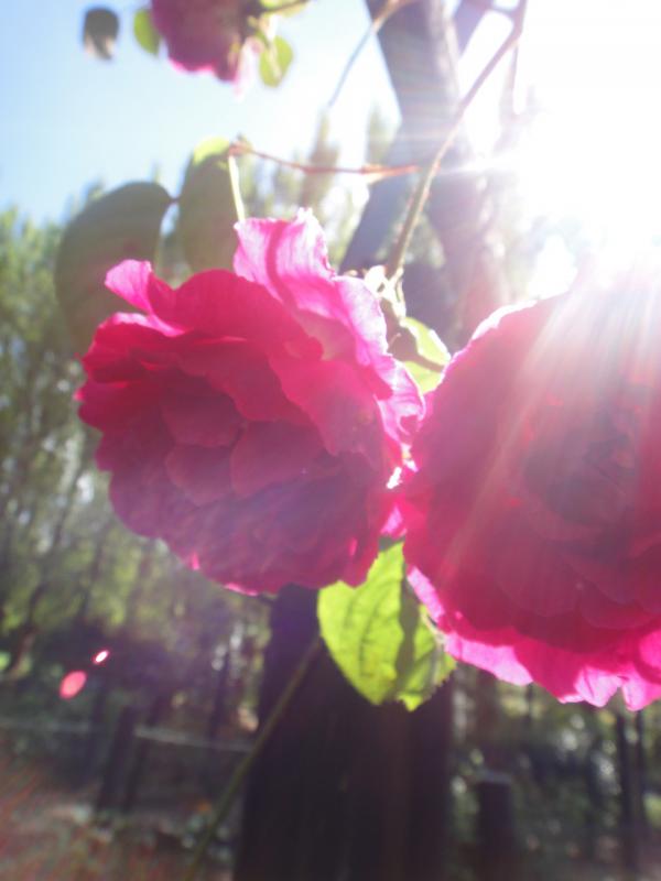 img_3987f_ashcombemazelavendergardens