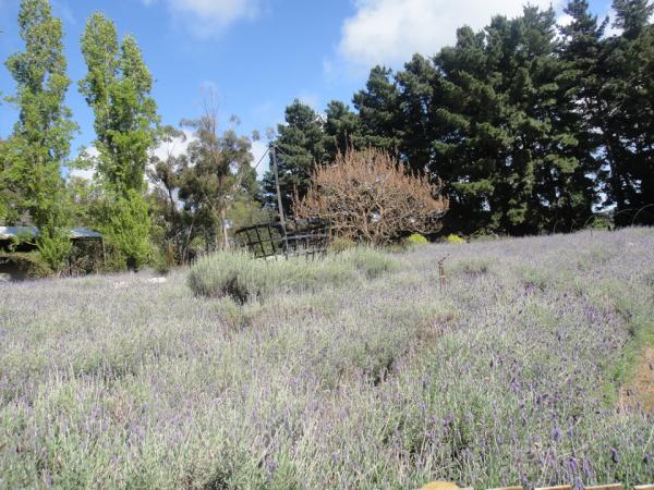 img_3999_ashcombemazelavendergardens