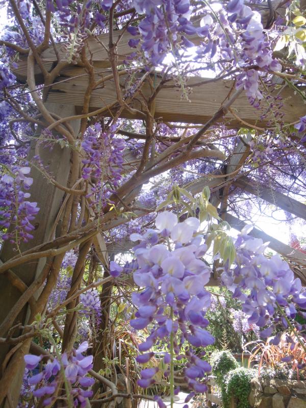 img_4002d_ashcombemazelavendergardens