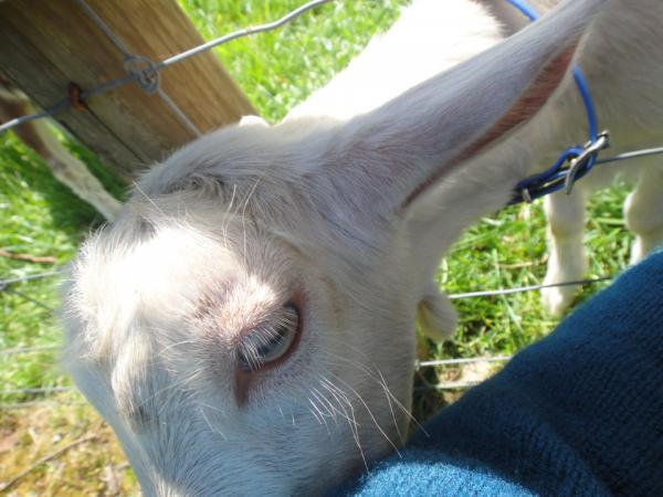 img_4037_mainridgedairy