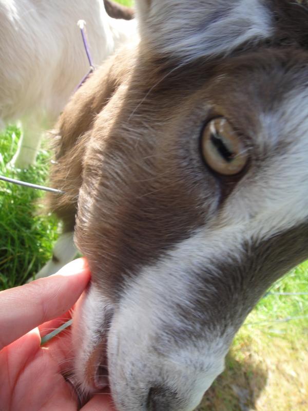 img_4038a_mainridgedairy