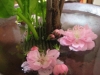 ume1